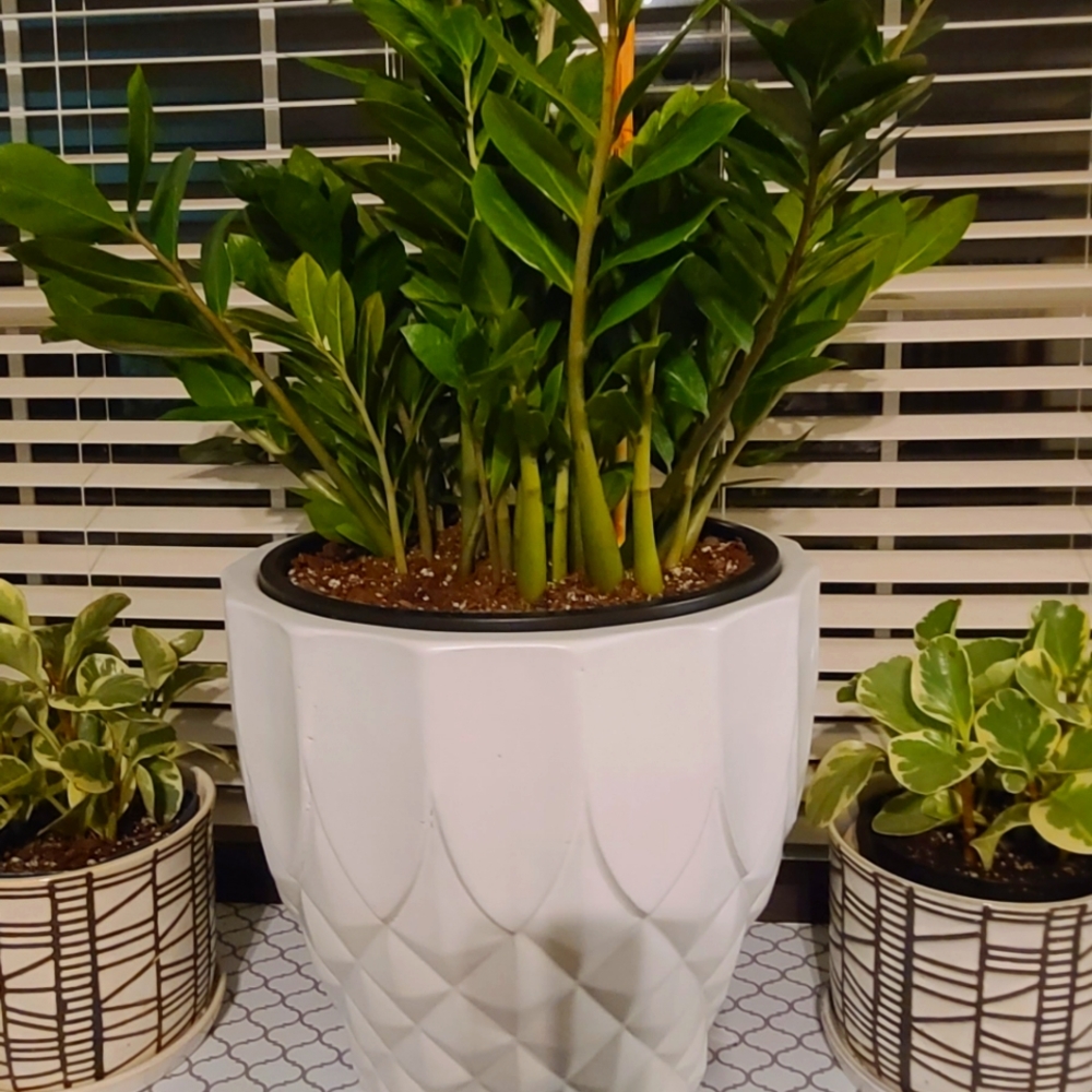 10 to 13 inch potted ZZ plants 🪴